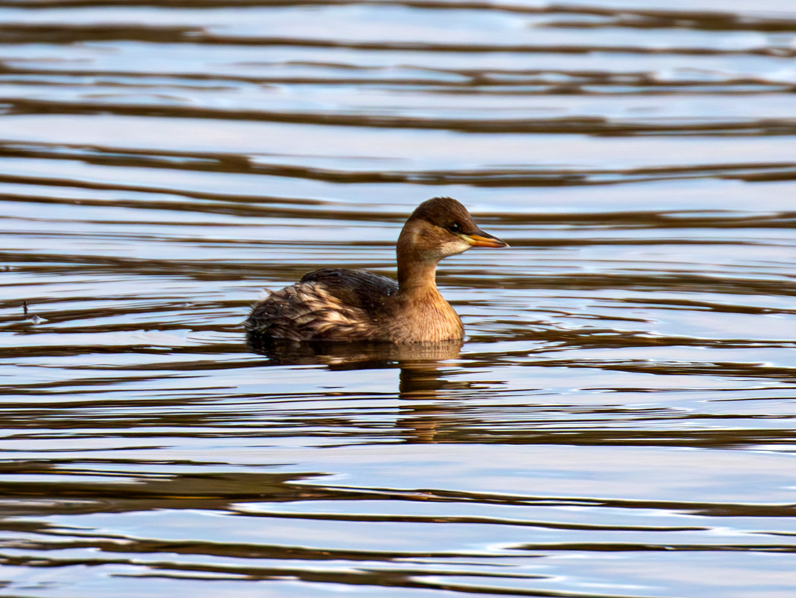Little Grebe. Linlithgow Loch 02 December 2024