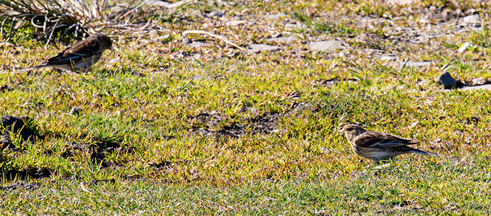 Twite - Loch Crocach 30 April 2026