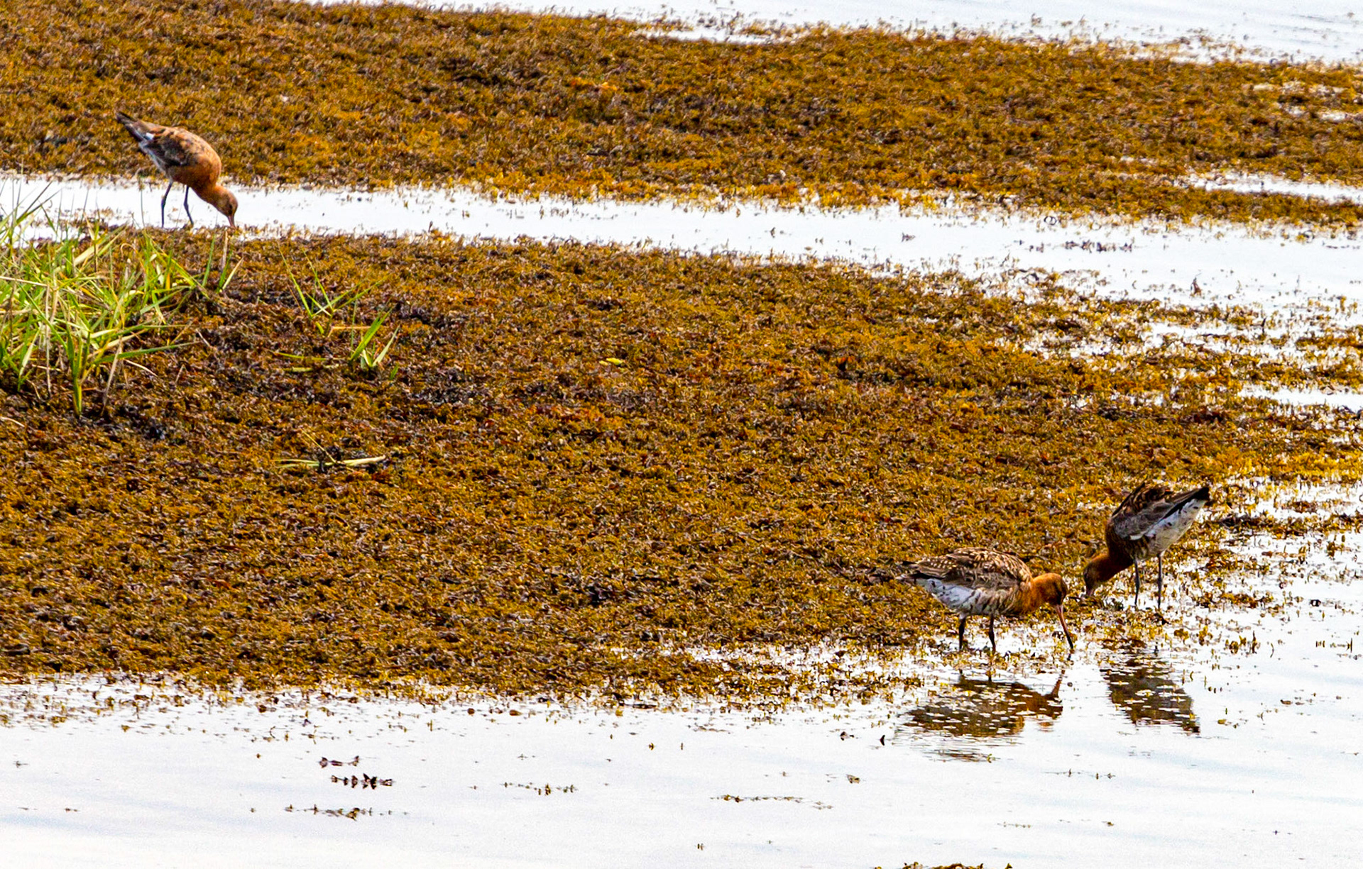Bar Tailed Godwit - Yarmouth IOW 19  July 2022