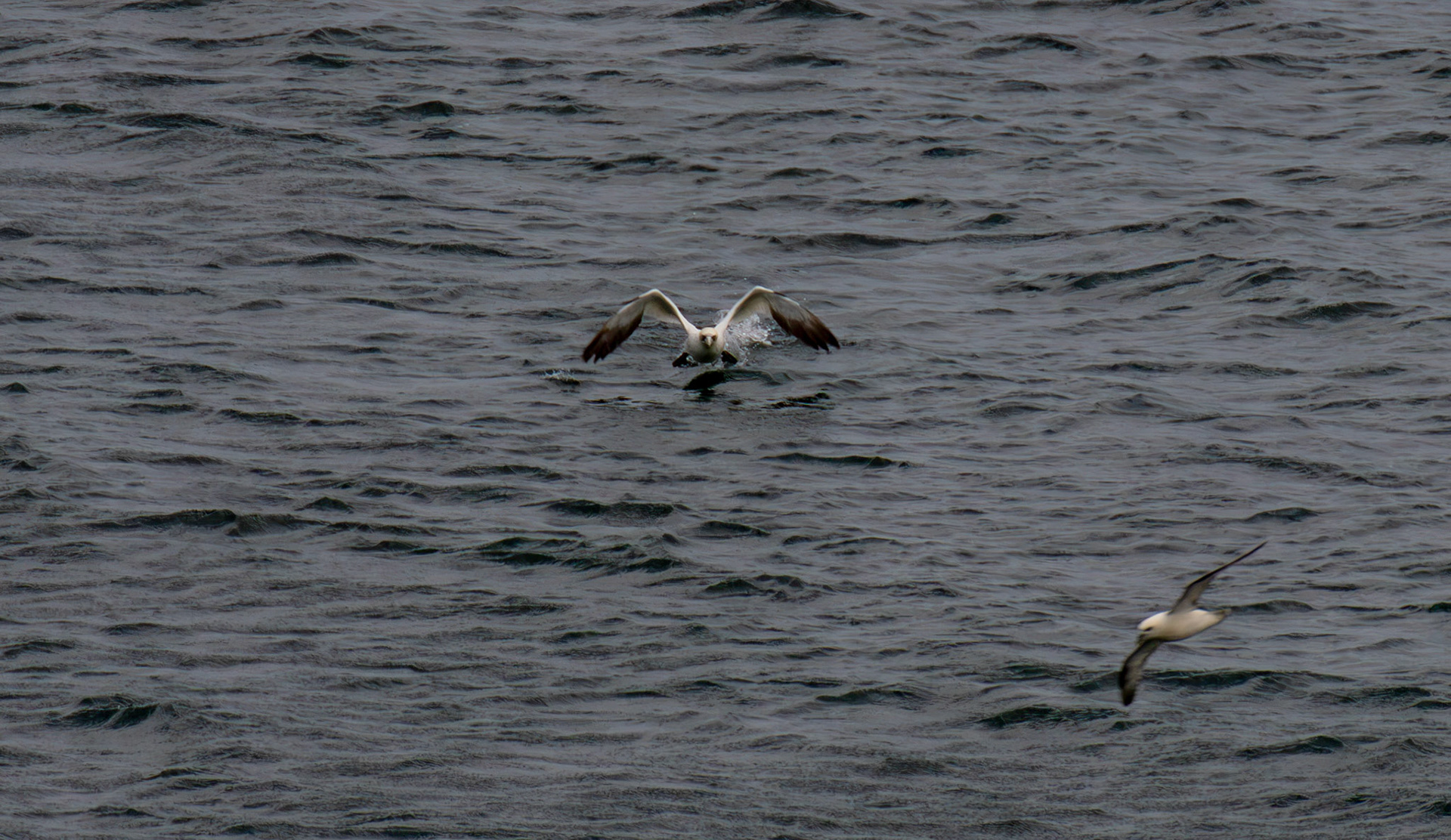 Northern Gannet getting airborne after dive - Tantallon Castle 04 July 2026