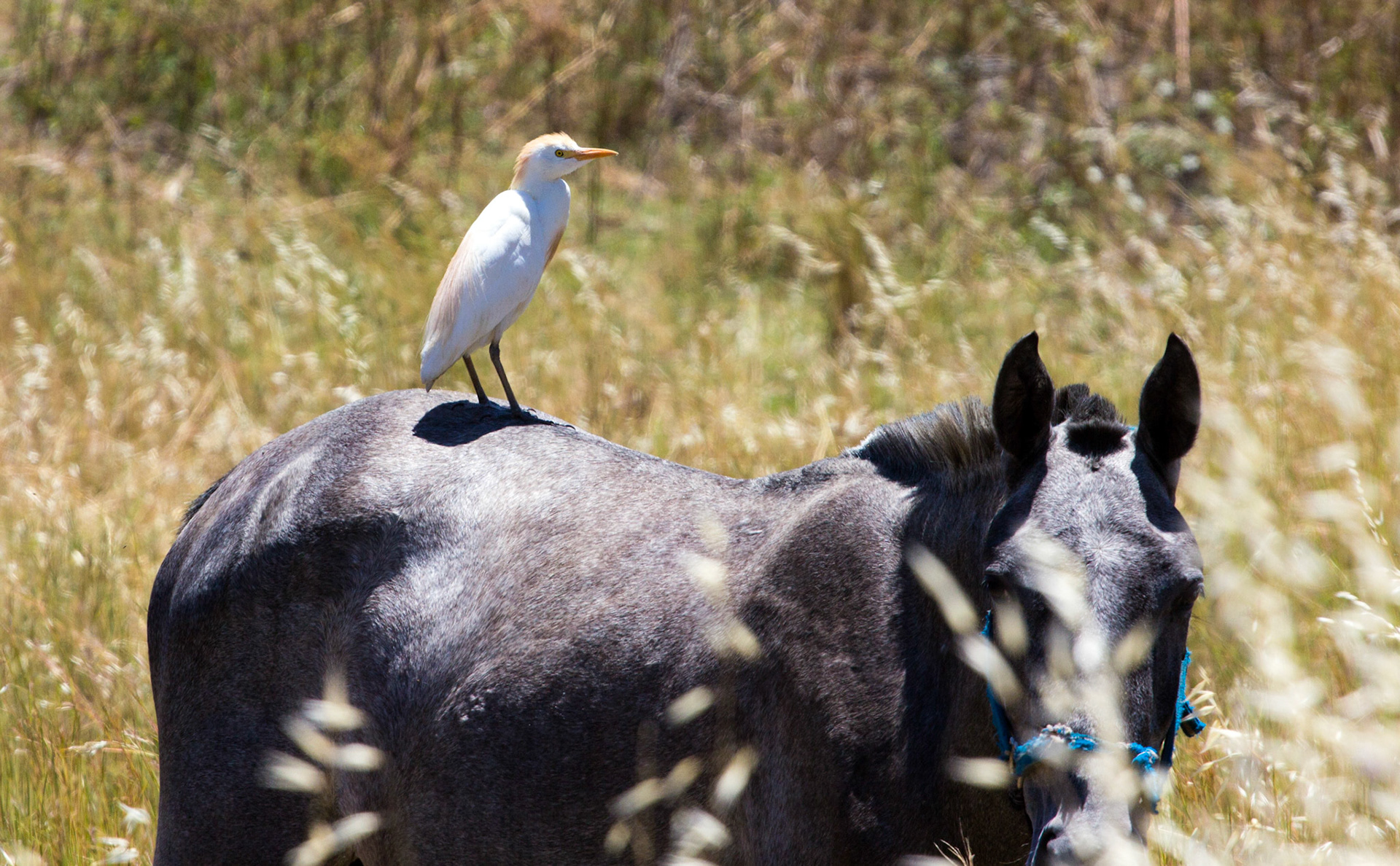 Cattle Egret on a donkey in OlhãoPlease see my Photographs of Portugal at: http://www.jamespdeans.co.uk/p116503744