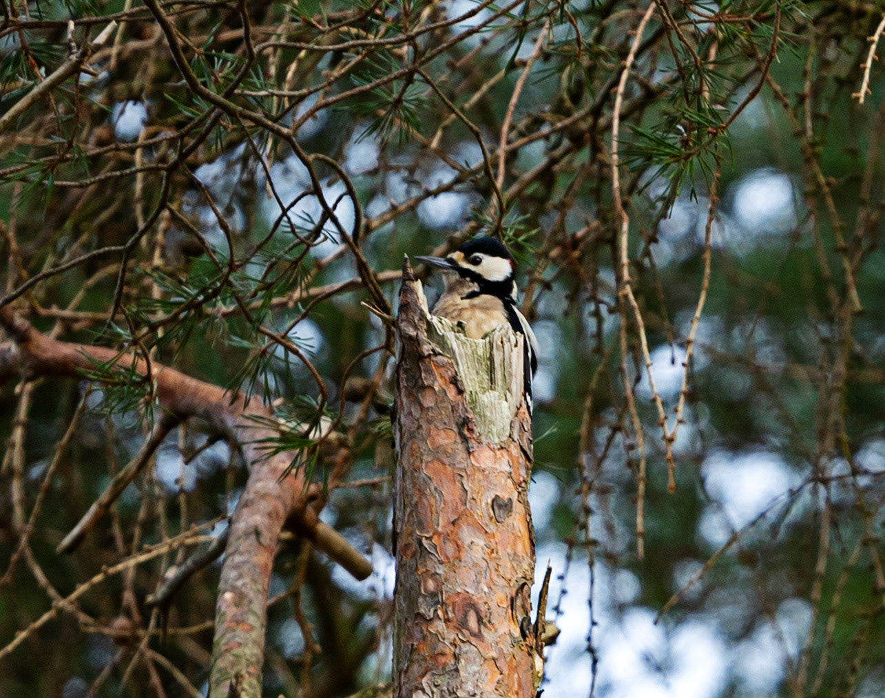 Greater Spotted Woodpecker at Selm Muir, Livingston, 07 March 2024