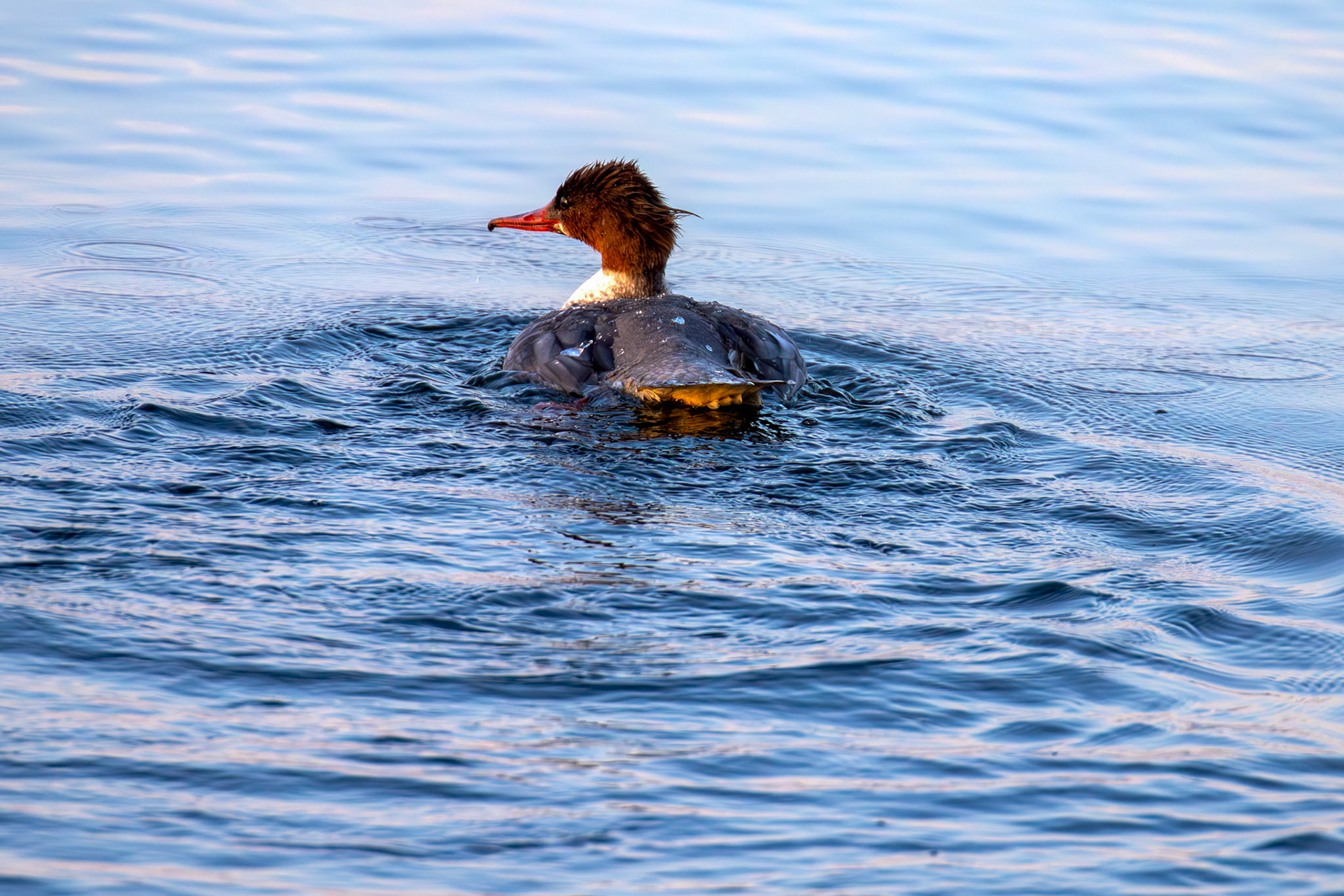 Goosander bathing at Hogganfield Loch 19 March 2025