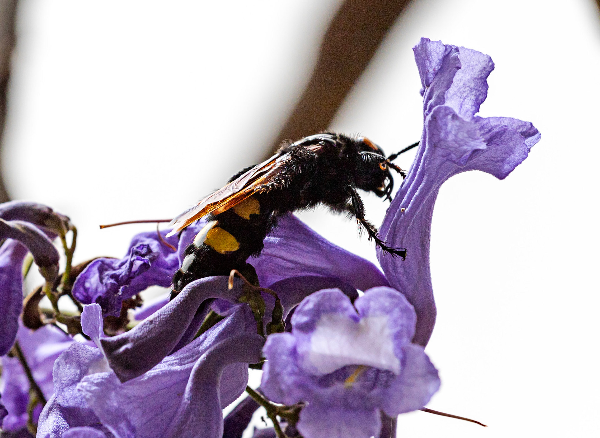 Mammoth Wasp in Siena Botanics 19 June 2024
