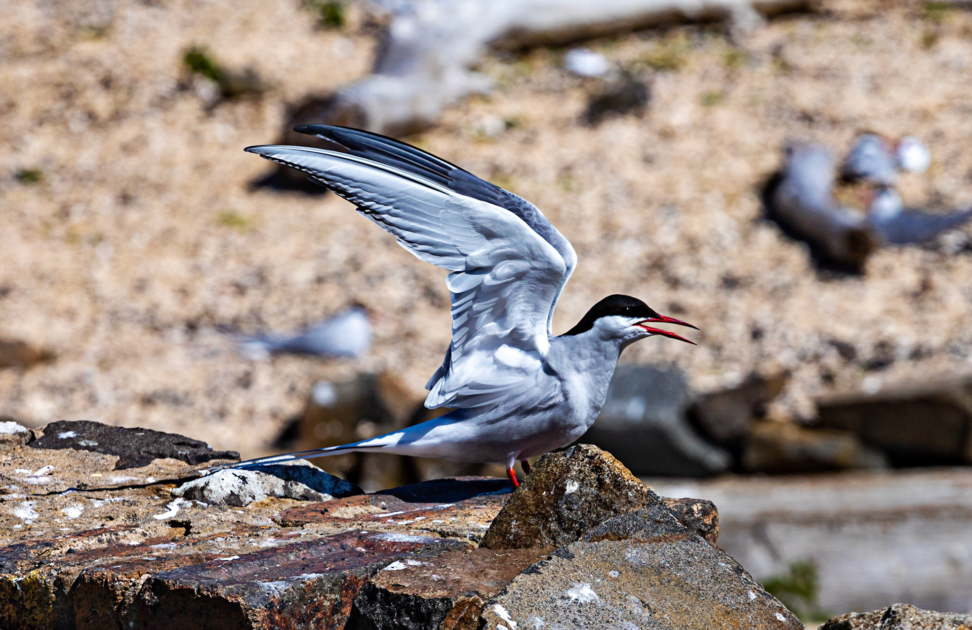 Isle of May - 04 June 2022