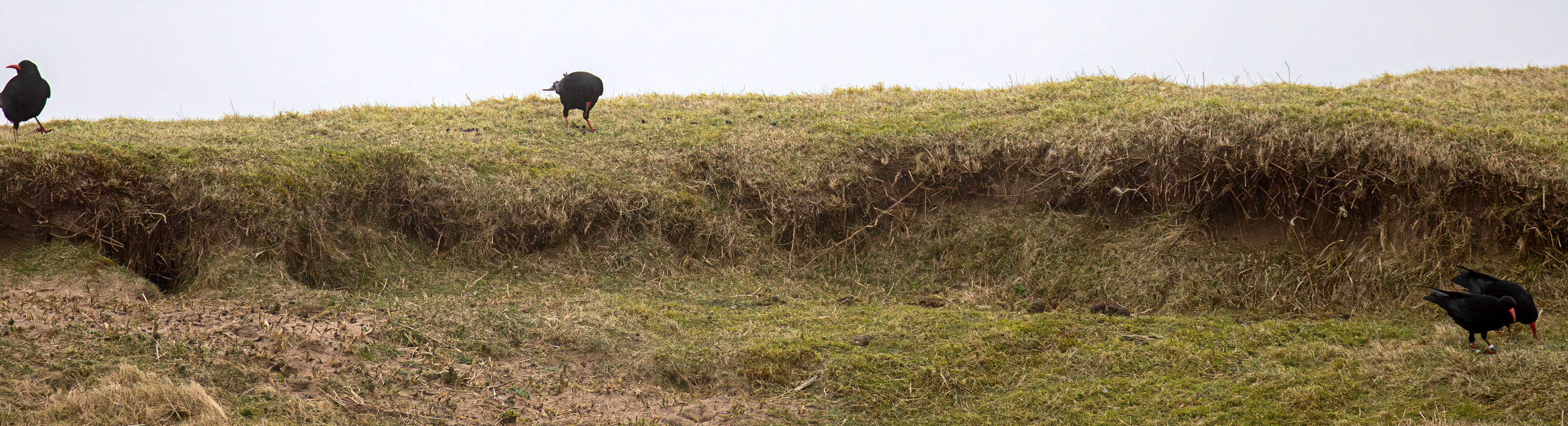 Chough: The Island of Islay 03 March 2025