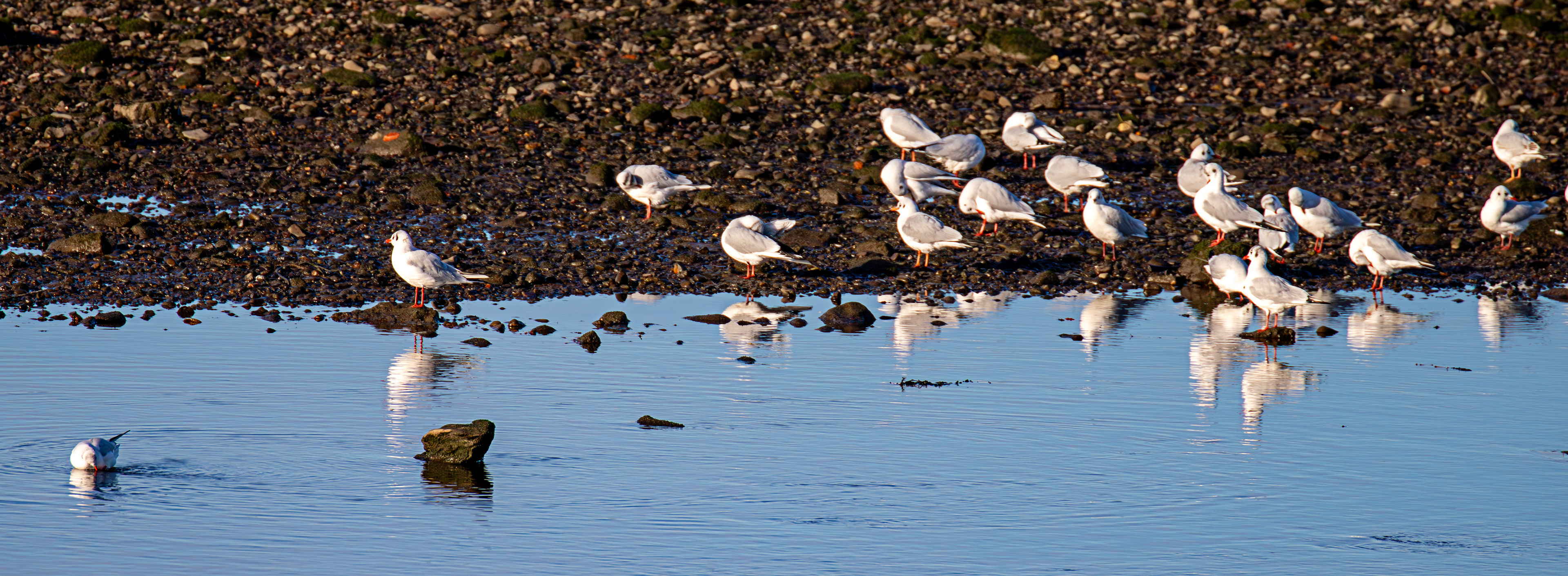 Black Headed Gull, River Esk Musselburgh 18 November 2024