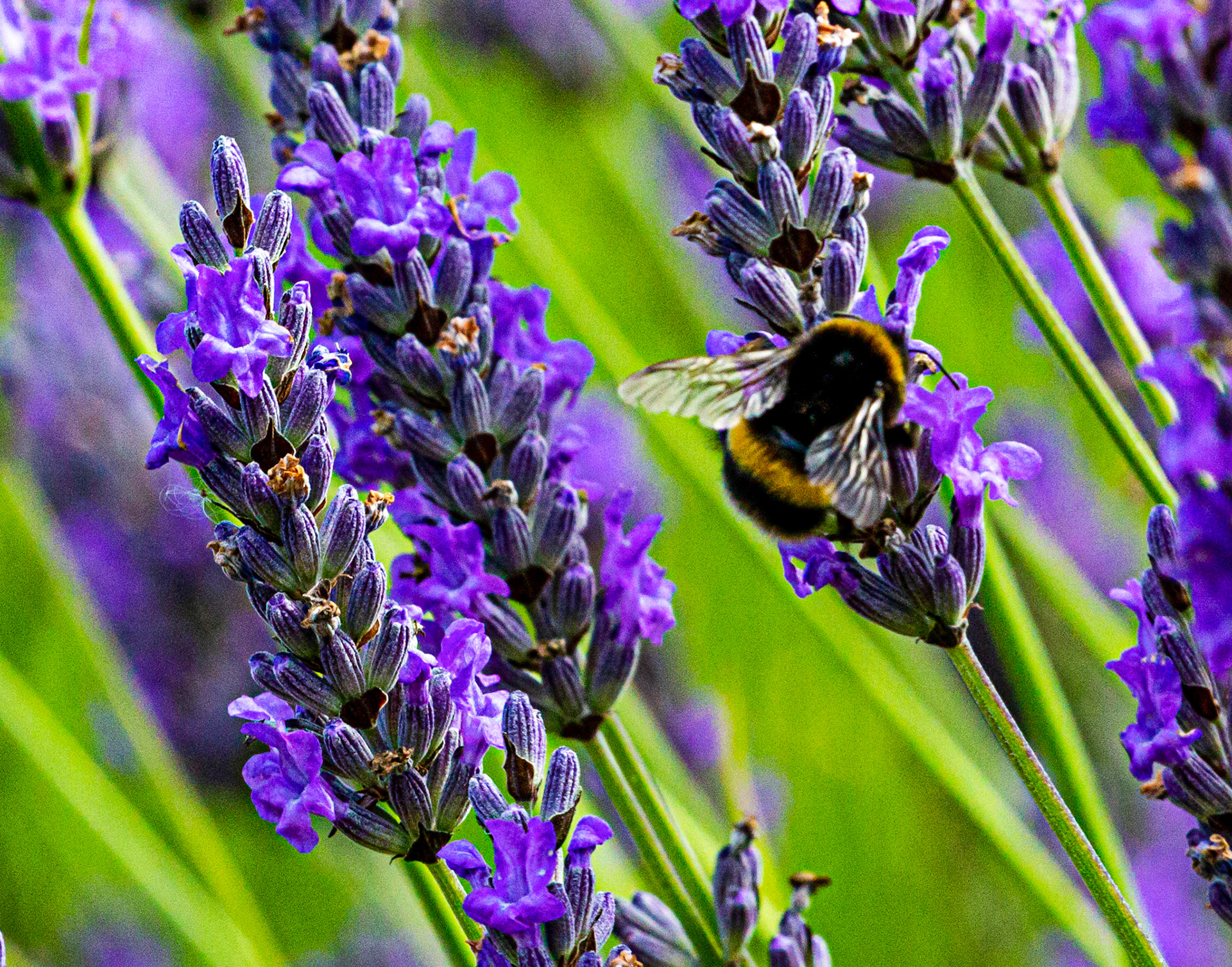I spent an amazing few hours at Scottish Lavender Oils. They are so dedicated to nature and not to profit!