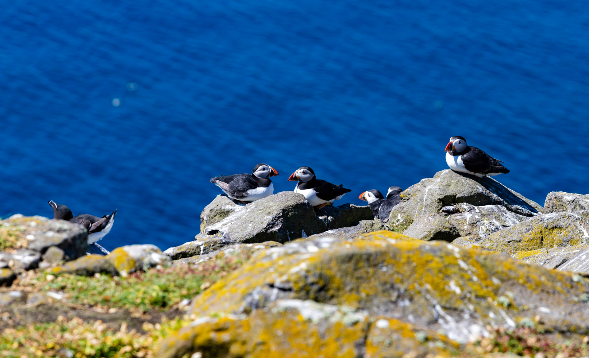 Puffin - Isle of May - 04 June 2022
