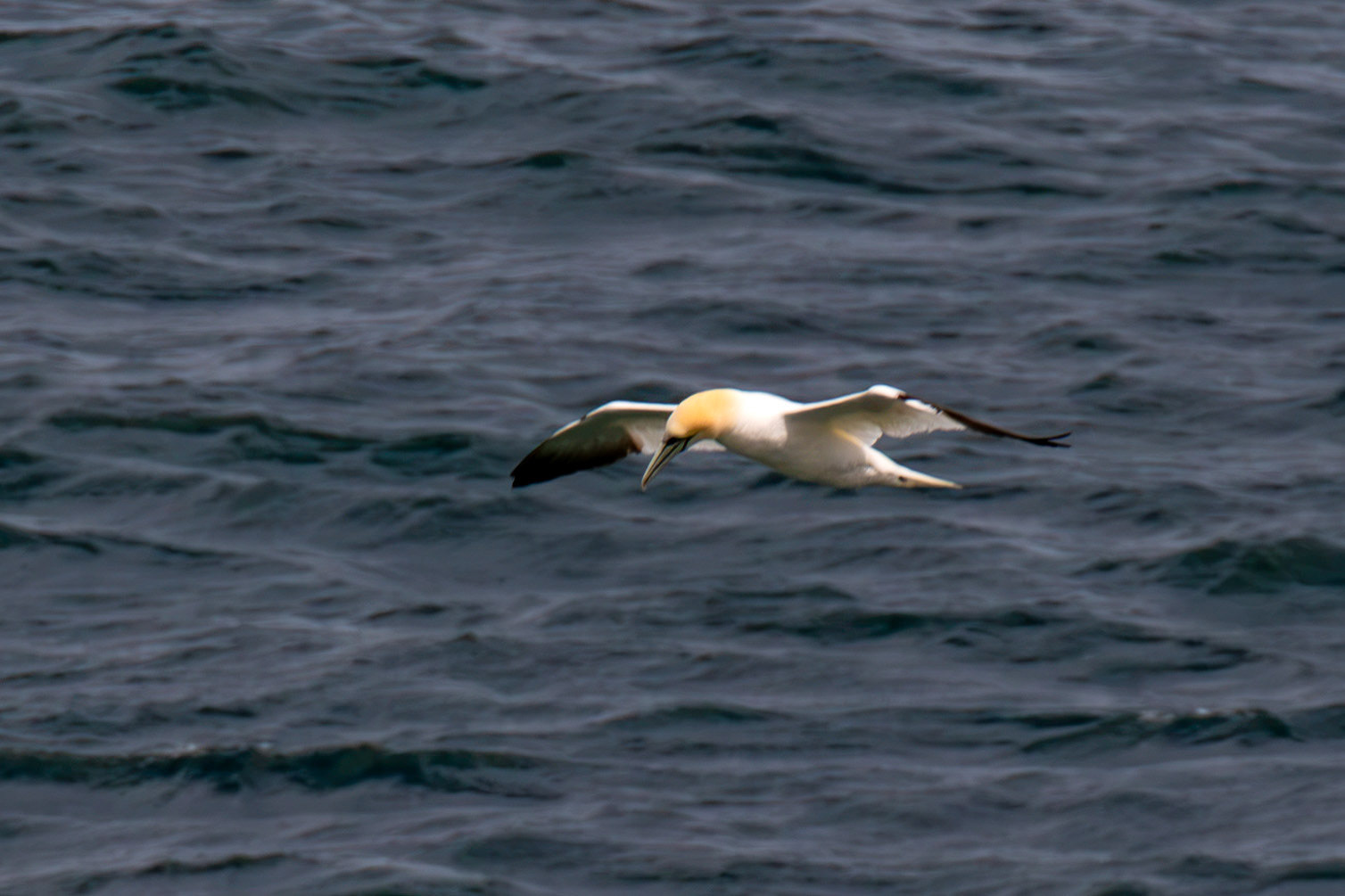Northern Gannet - Tantallon Castle 04 July 2026