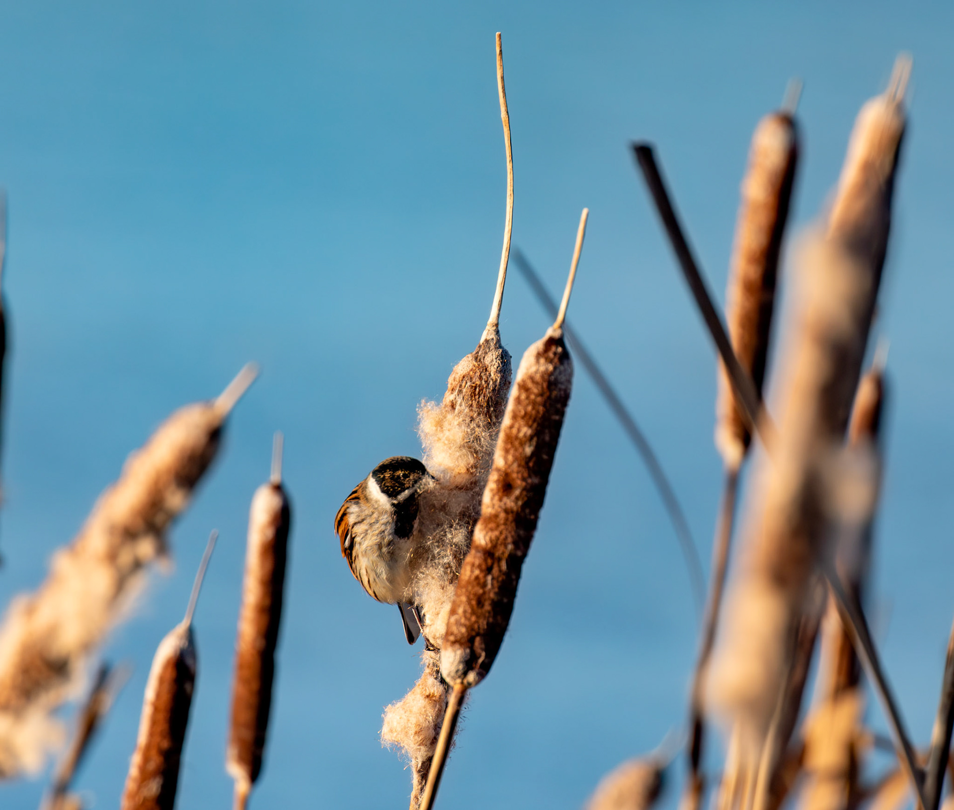 Reed Bunting on Reeds at Letham Pools 08 January 2025