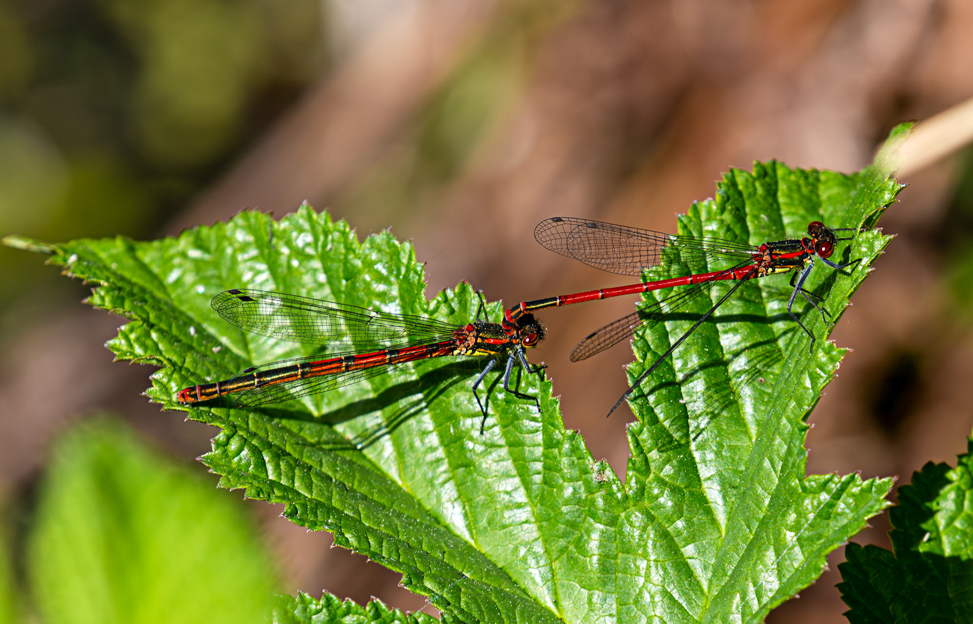 Large Red Damselfly (Pyrrhosoma nymphula) - Wild-life Pond at Polkemmet Country Park 13 May 2025
