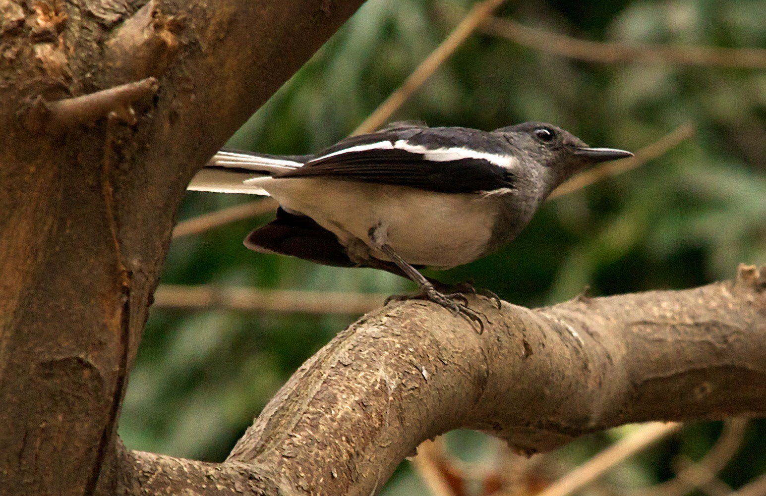 Oriental Magpie RobinPlease see my other Photographs at: http://www.jamespdeans.co.uk/