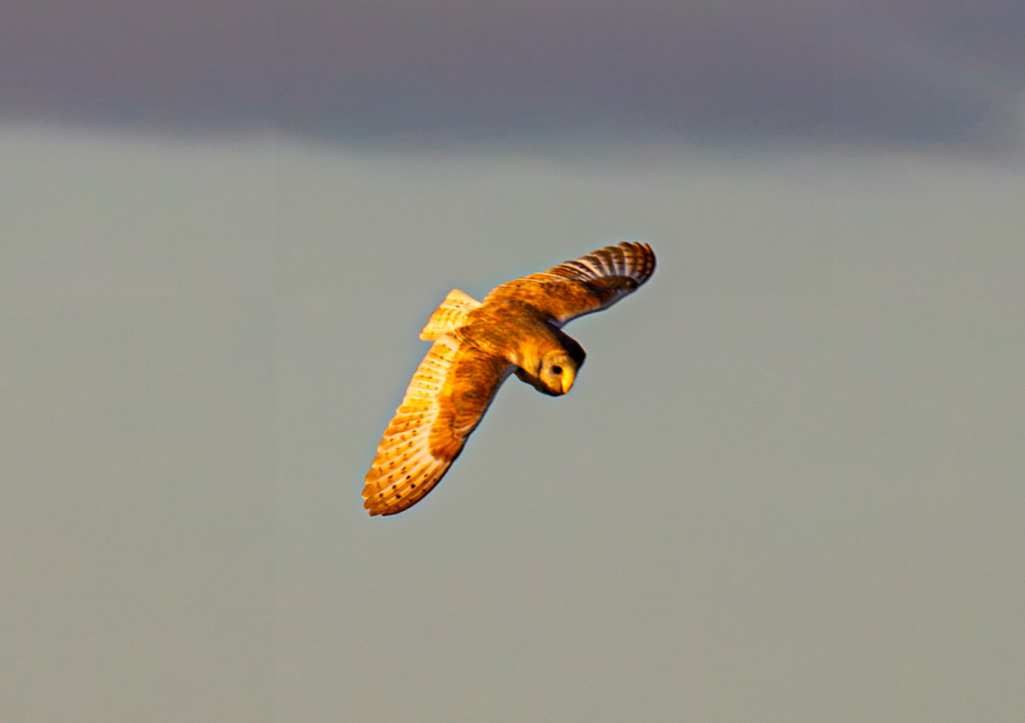 Barn Owl at Harperrig 02 July 2026