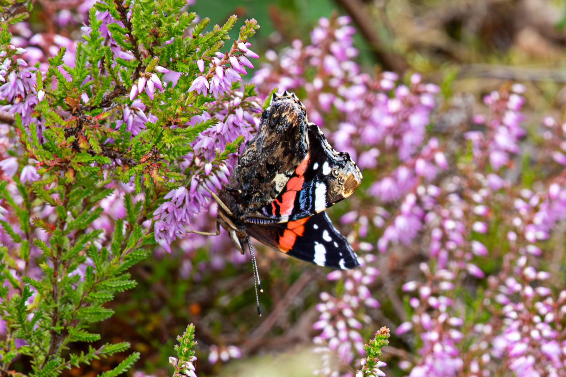 Flanders Moss 06 August 2024