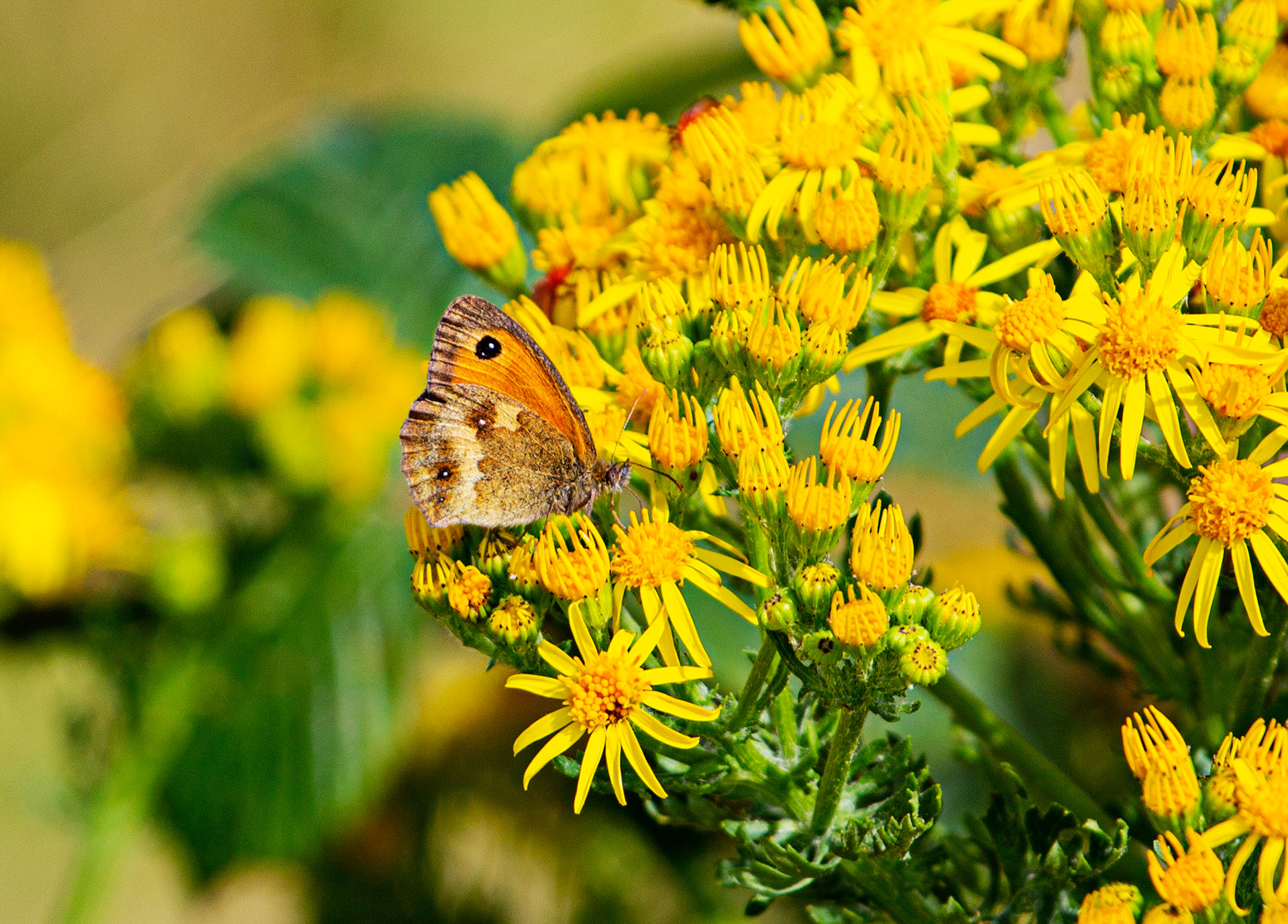 Ventnor Downs 13 July 2022