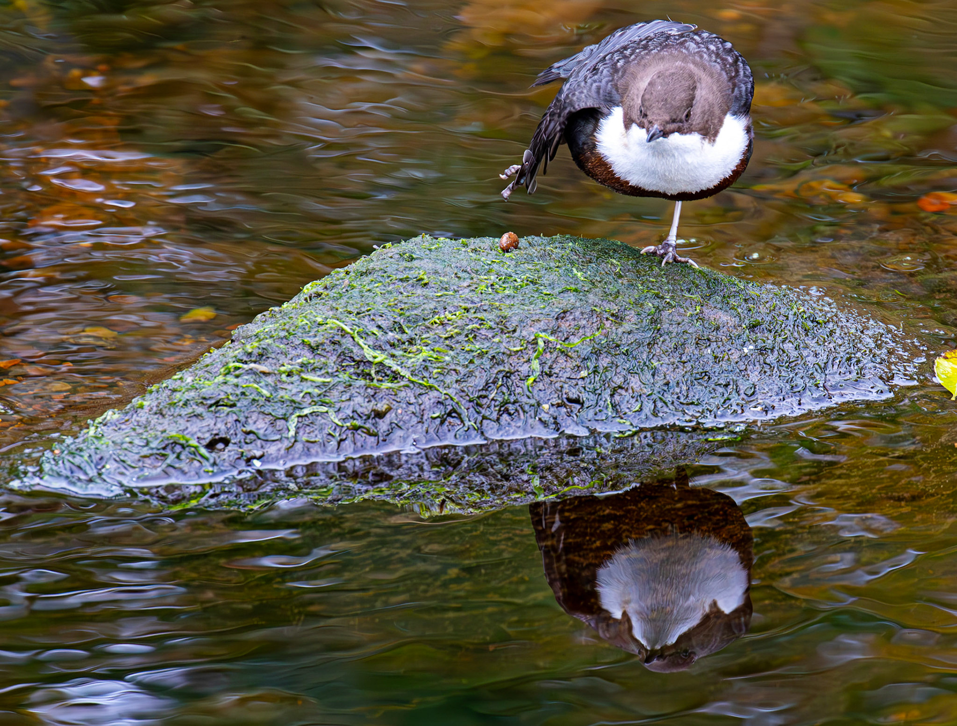 Largs 08 October 2024