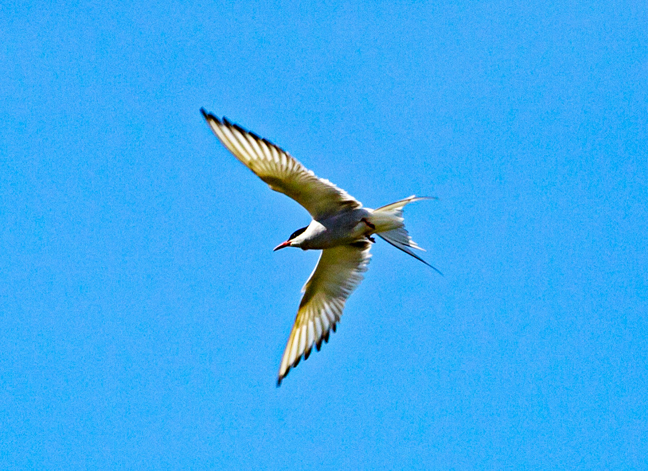 Isle of May - 04 June 2022