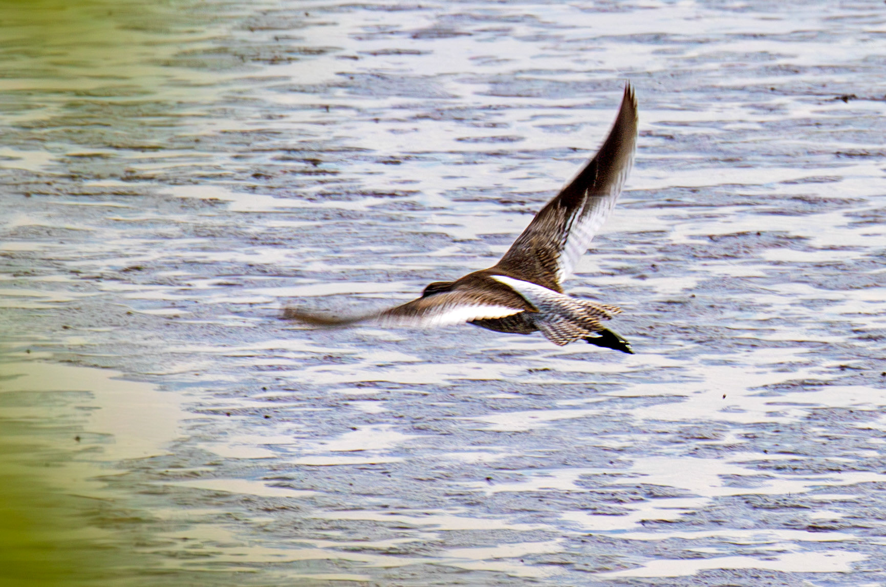 Common Redshank - Kinneil Lagoons 19 April 2025