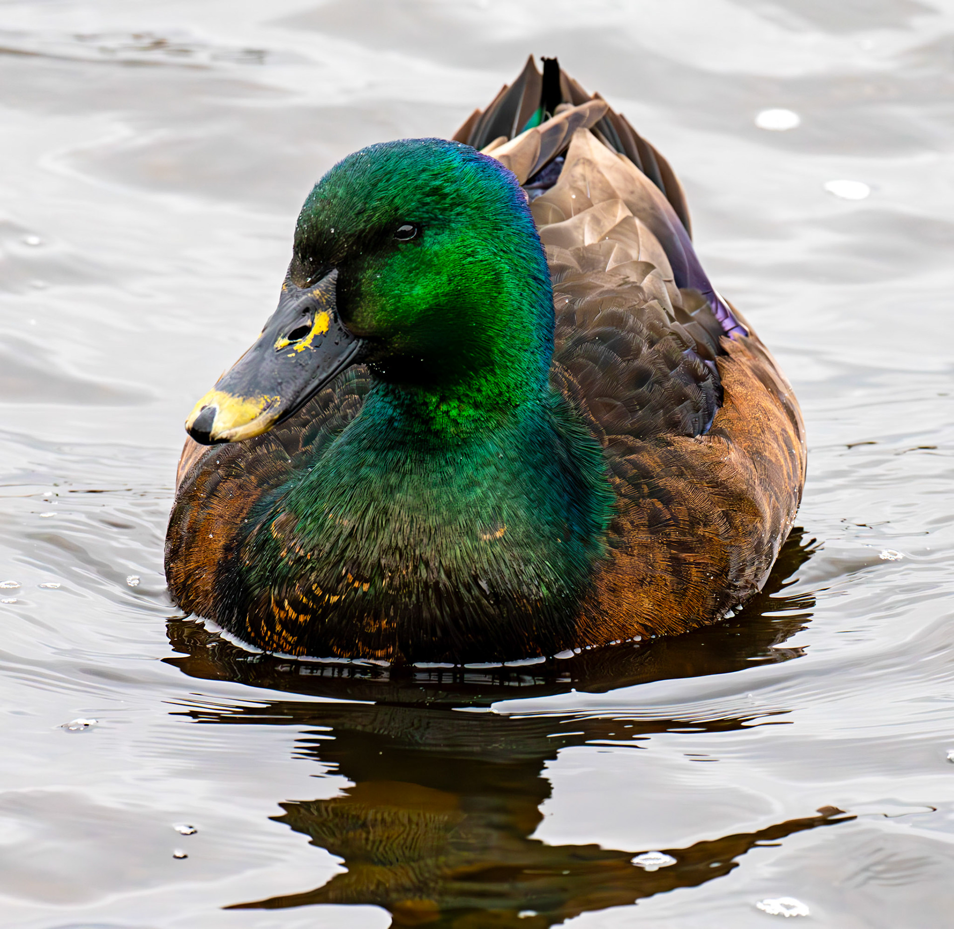 Cayuga ducks at Lochore 01 March 2025