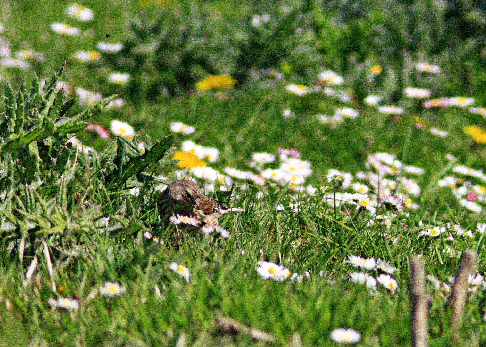 St CombsPlease see my other Photographs at: http://www.jamespdeans.co.uk/