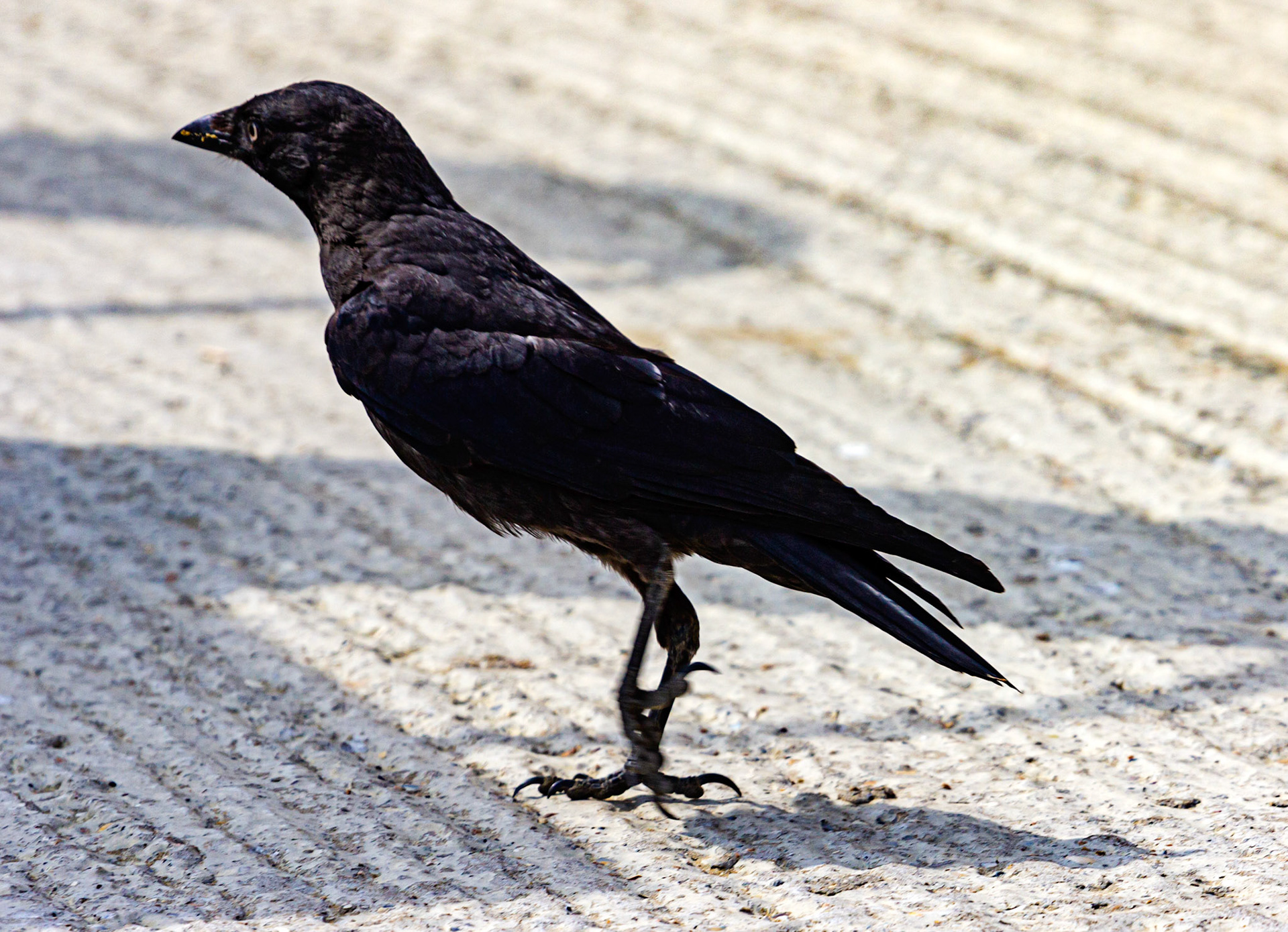 Bembridge IOW 17 July 2022