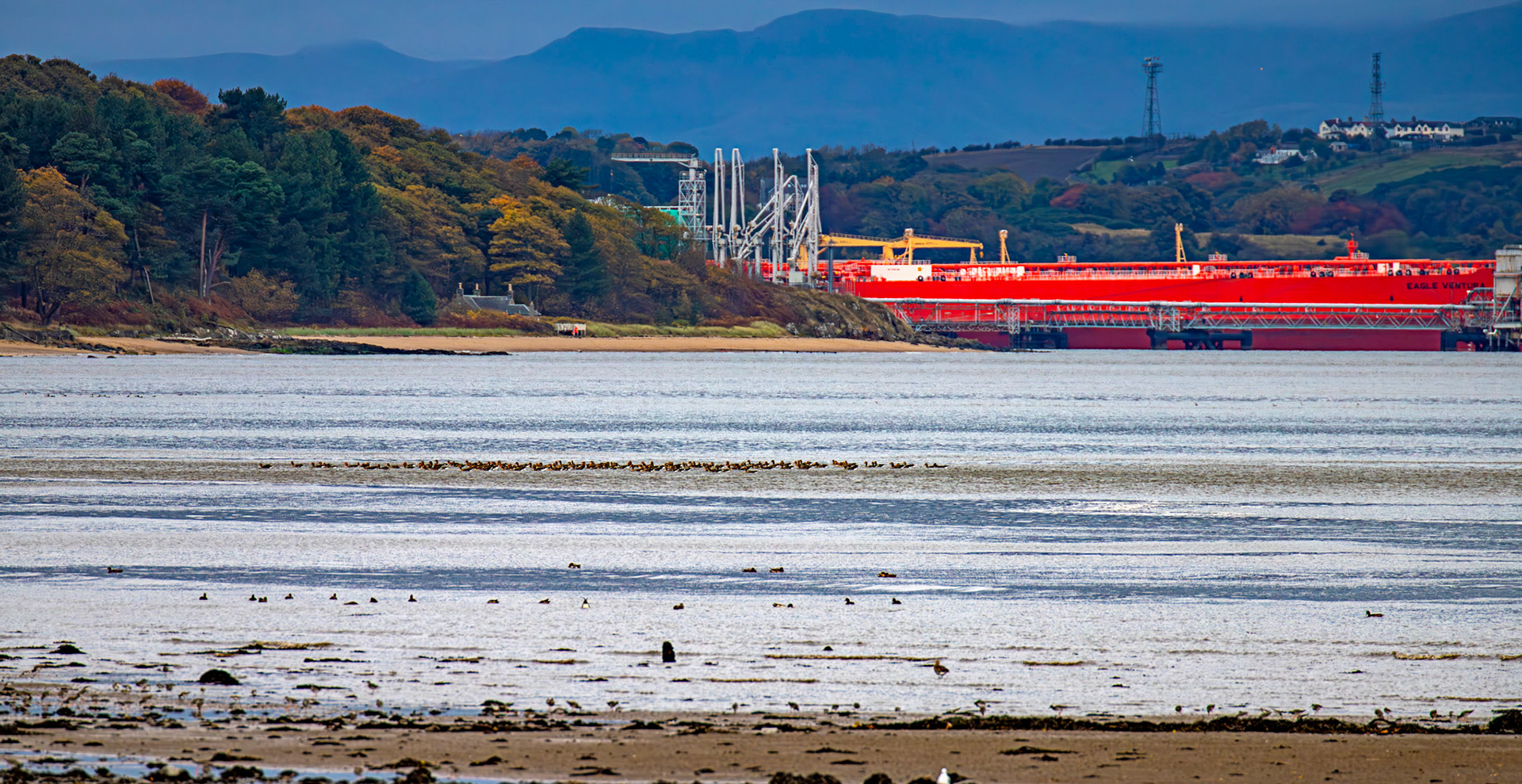Greylag Geese with 1 Barnacle Goose. Birthwatching at Cramond 18 October 2024