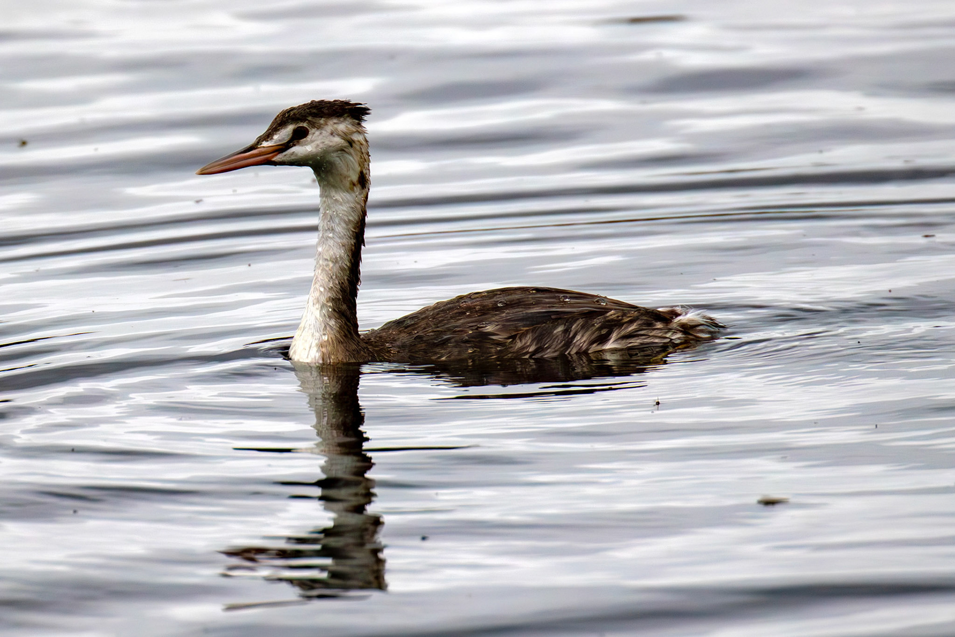 Great Crested Grebe - Hogganfield Loch 09 Sept 2024