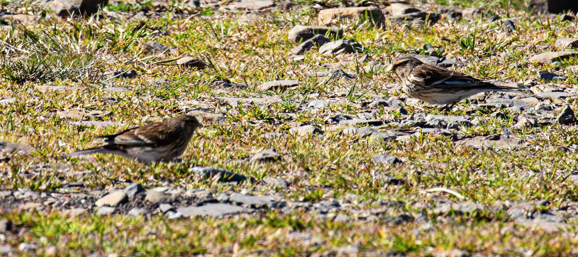 Twite - Loch Crocach 30 April 2026