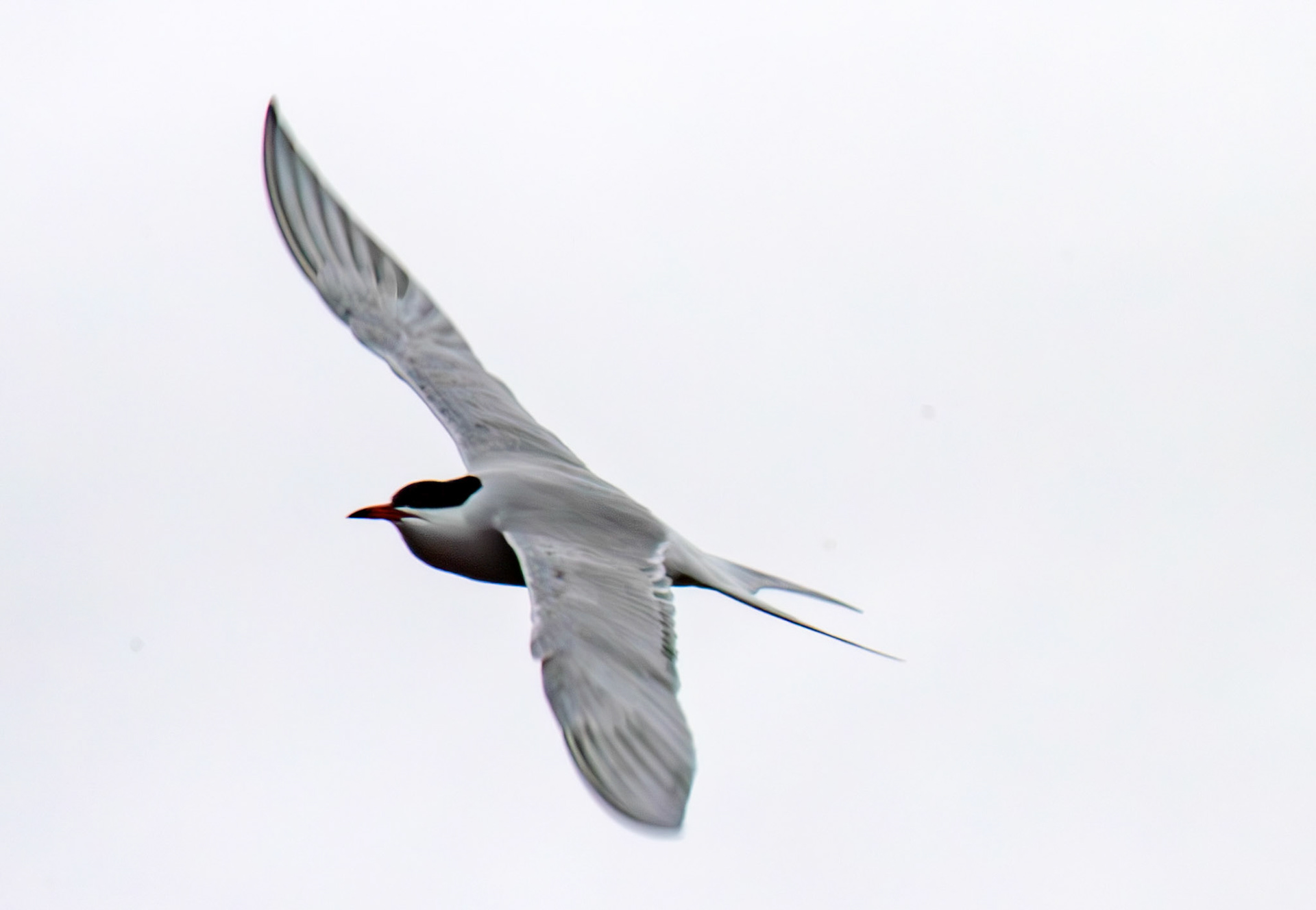 Common Tern - Wick 02 May 2026