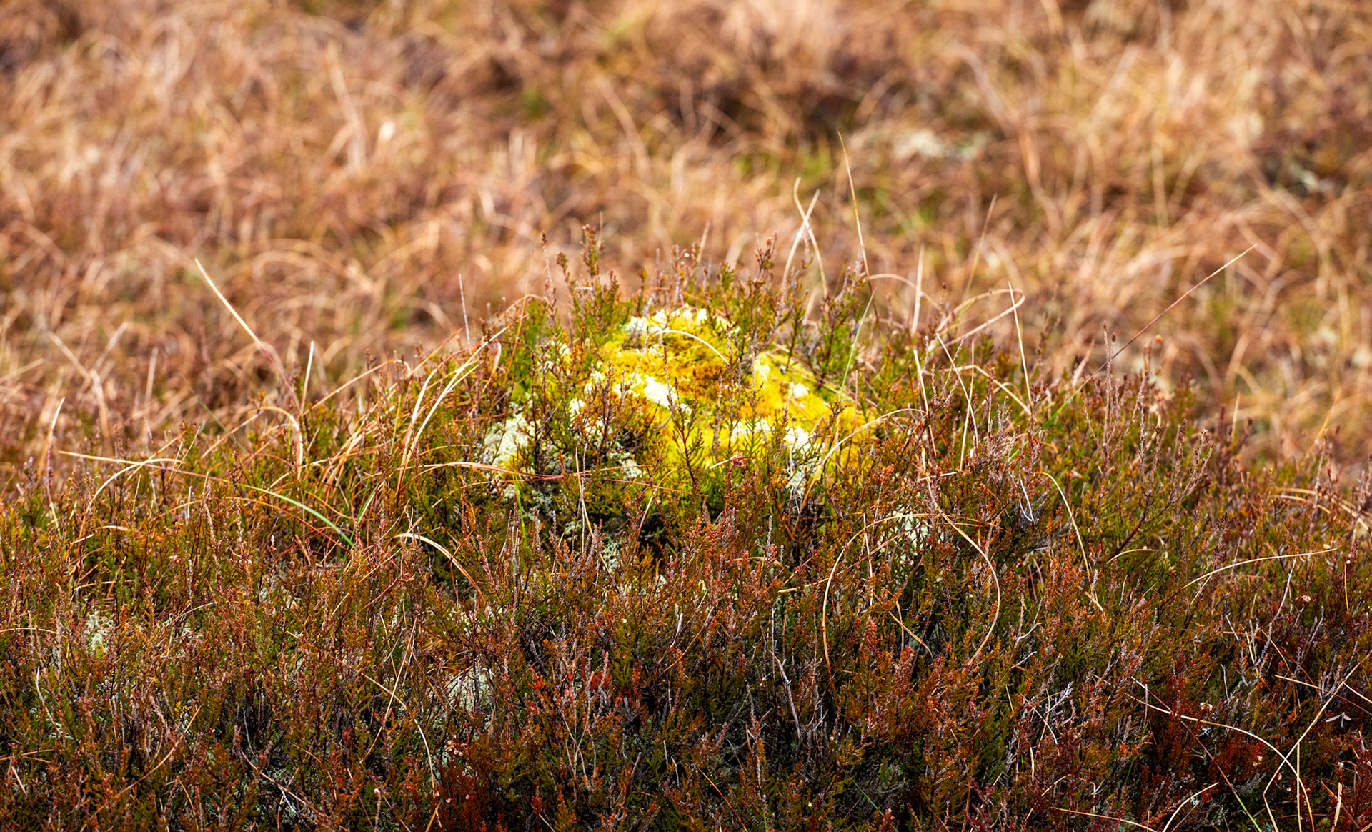 Forsinard 05 May 2024