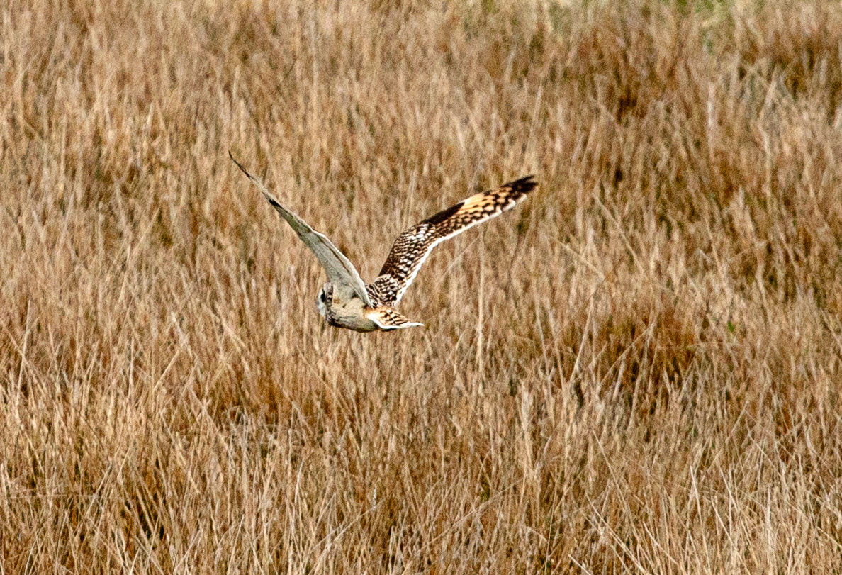 Short Eared Owl Caithness 05 May 2024
