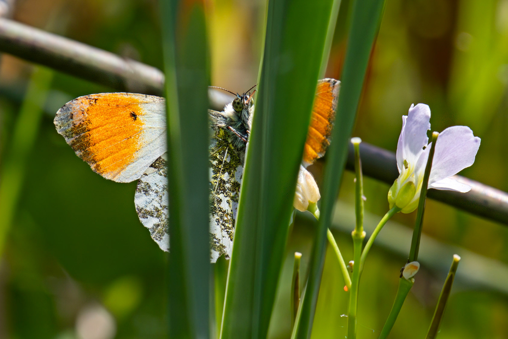 Orange Tip at Black Devon Wetlands RSPB 12 May 2025