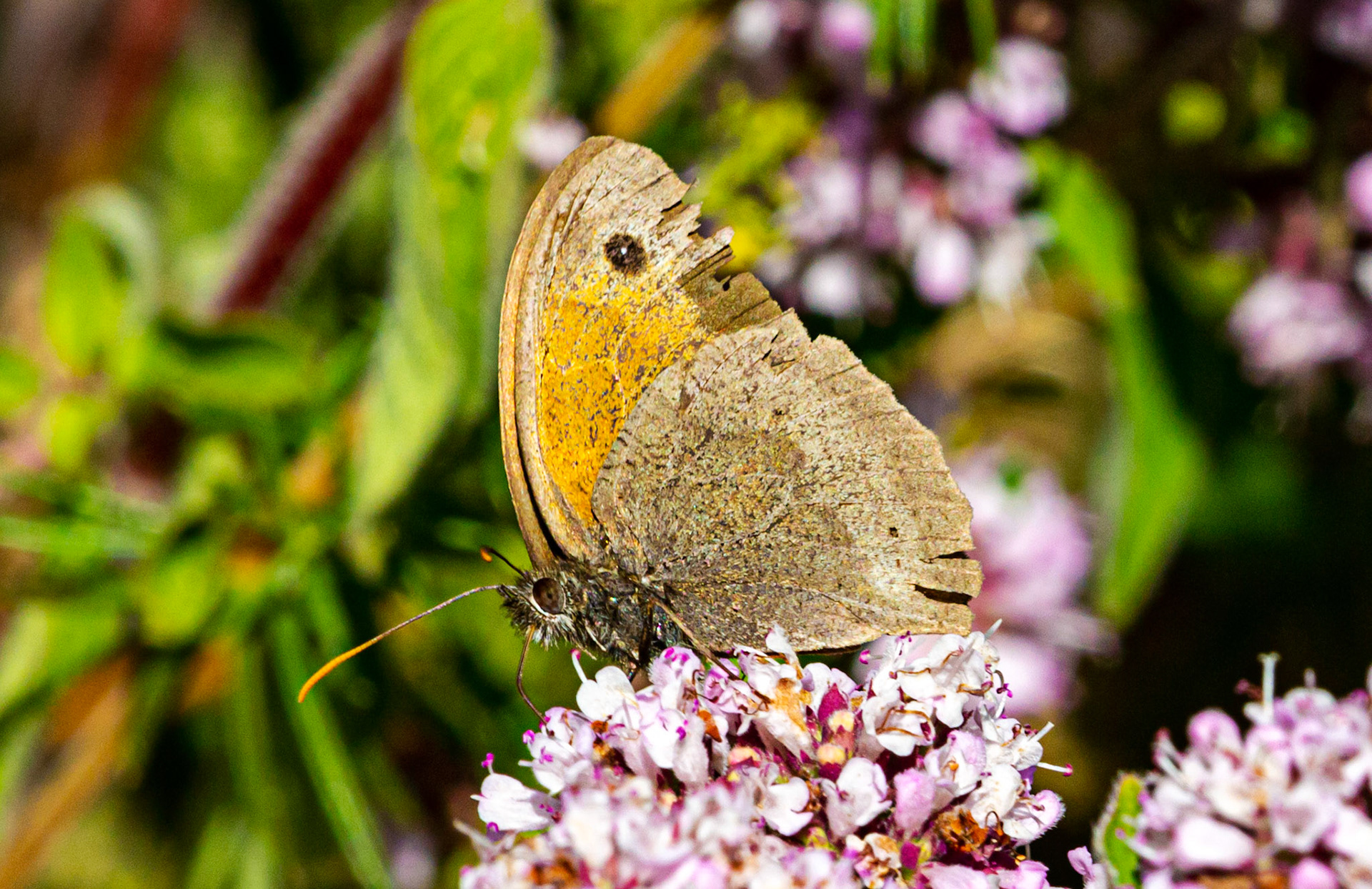 Mottistone IOW 16 July 2022