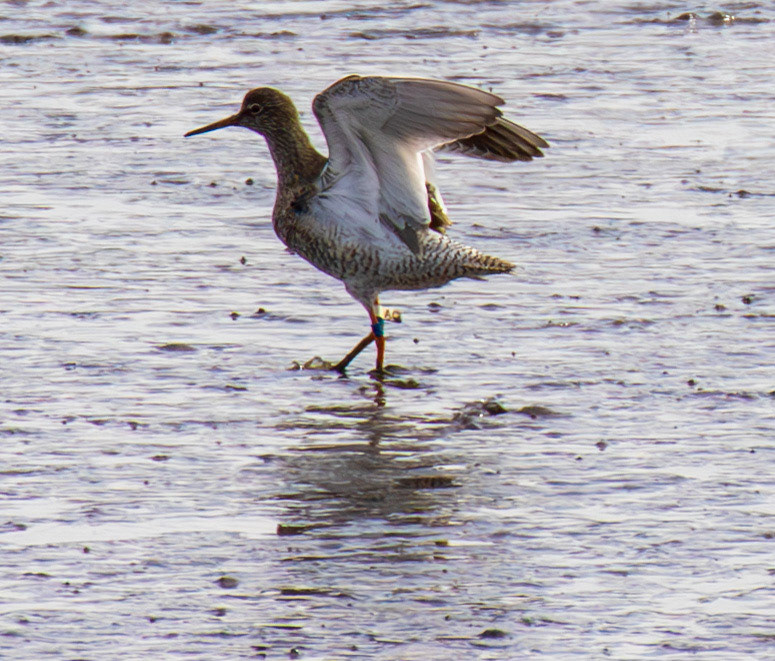 Common Redshank - Kinneil Lagoons 19 April 2025