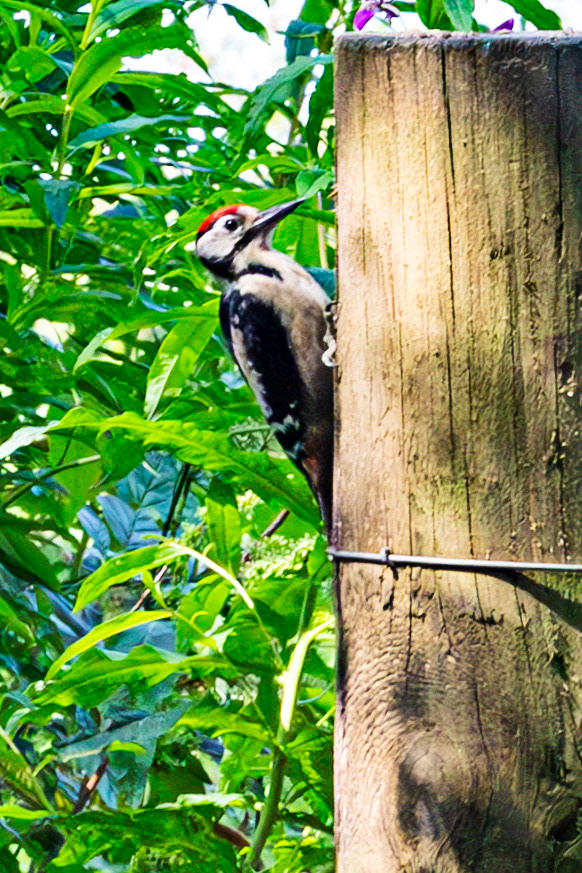 Hermand Birch Wood 31 July 2024