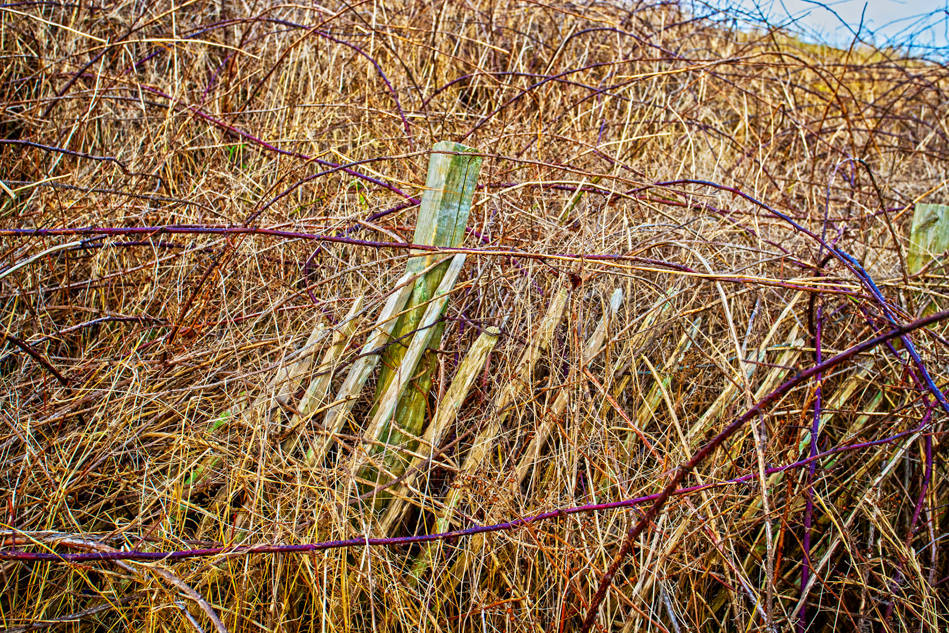 Old Railway fence - Aberdeen 27 January 2024