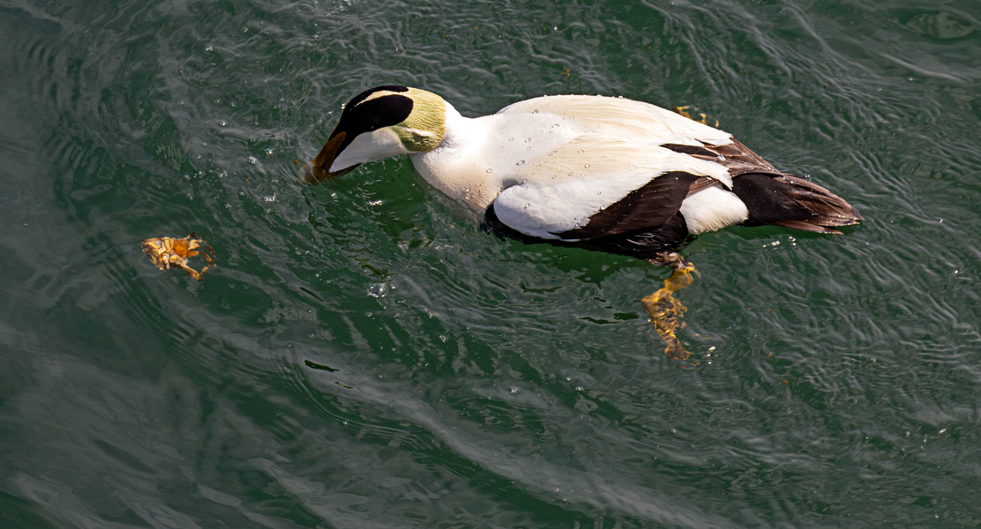 Eider eating a crab. Kirkcaldy Harbour 23 May 2026