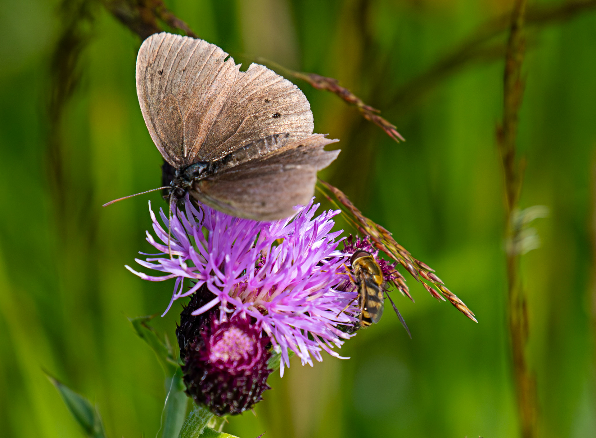 Ringlet - Harperrig 08 July 2025