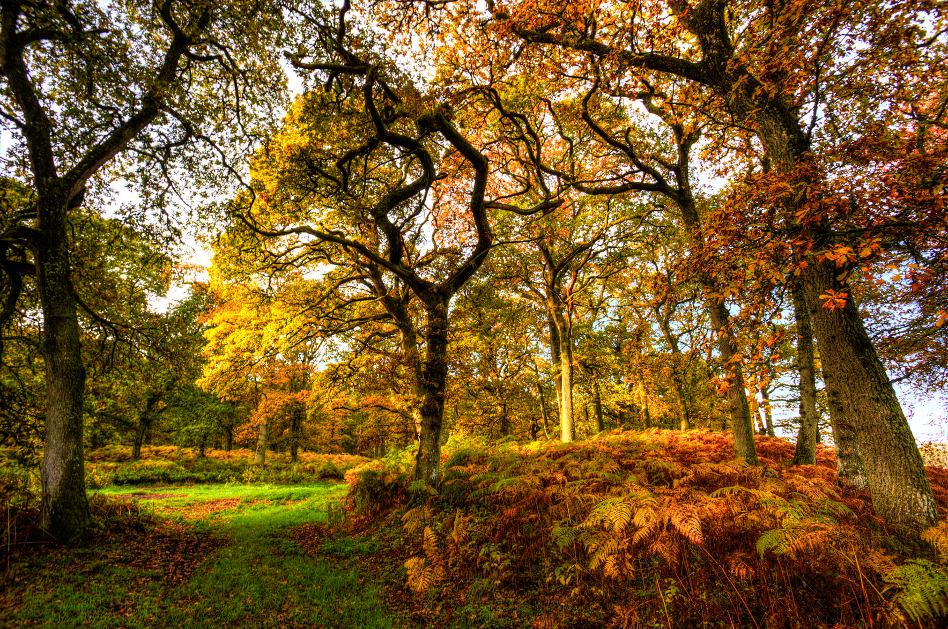Kinclaven Bluebell Woods. Autumnal Tour around Perthshire 19 October 2024