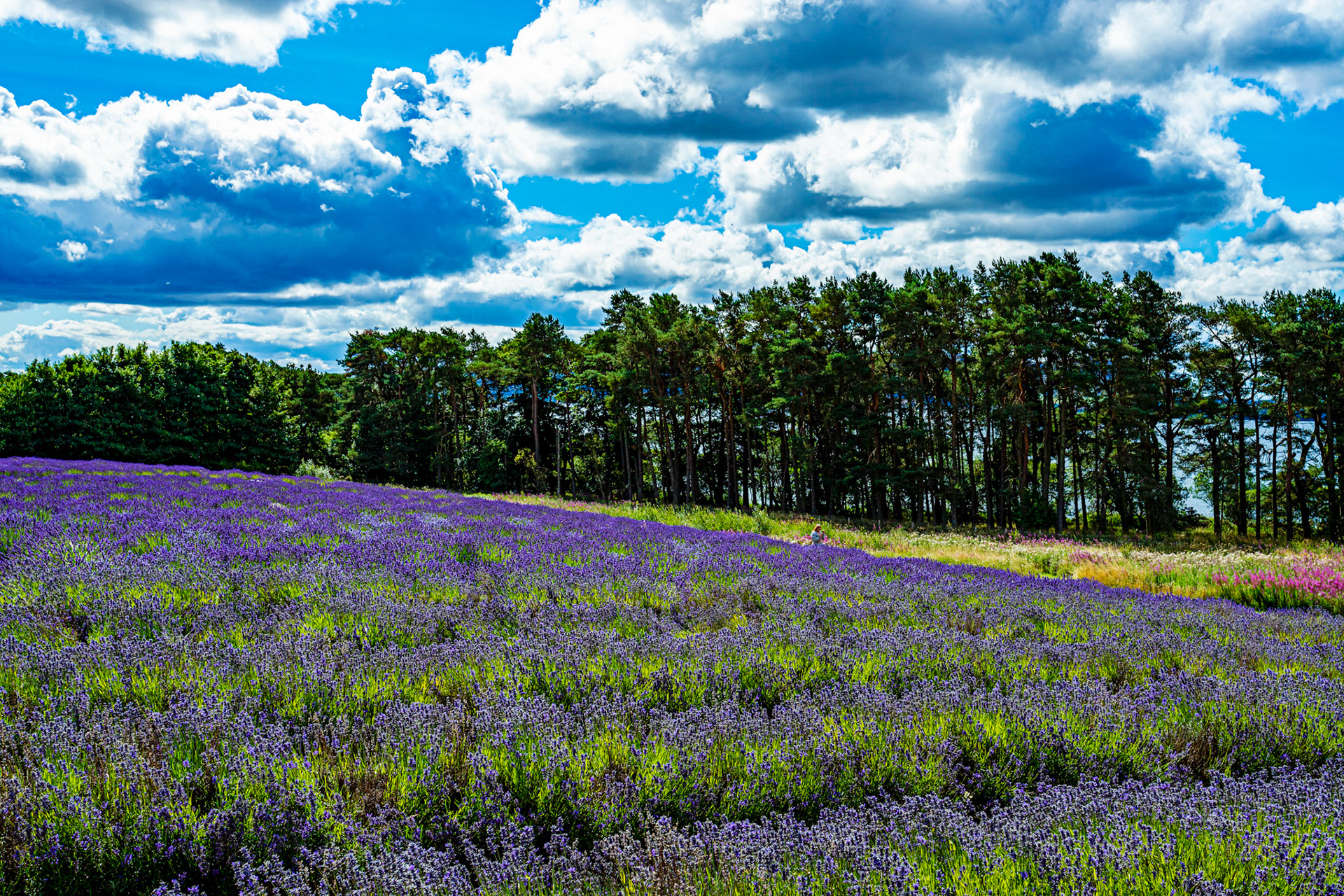 I spent an amazing few hours at Scottish Lavender Oils. They are so dedicated to nature and not to profit!