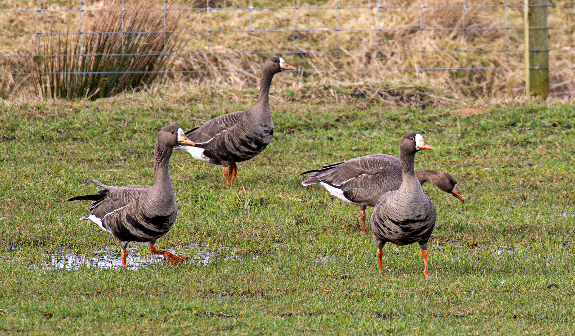 White Fronted Goose: The Island of Islay 04 March 2025