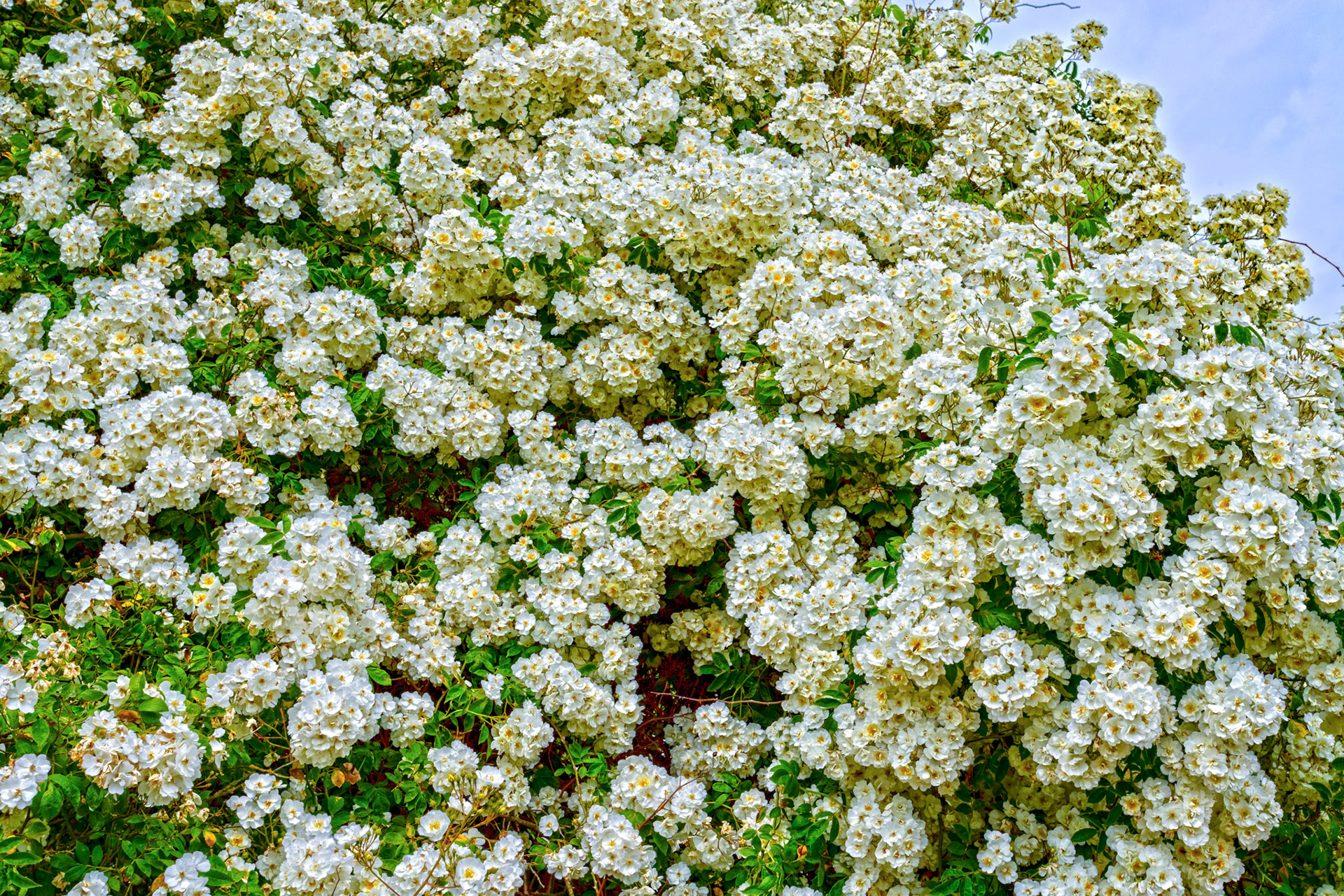 Baddesley Clinton 18 June 2023