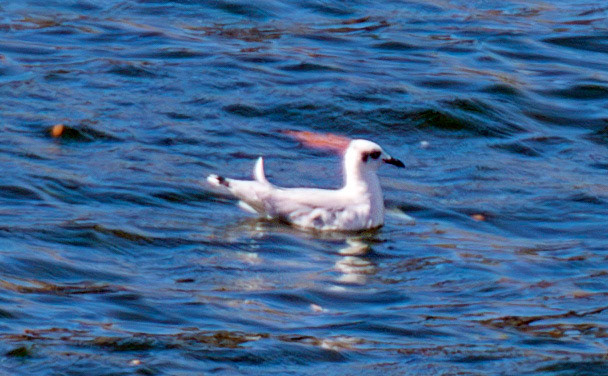 Little Gull - Porto 27 August 2026