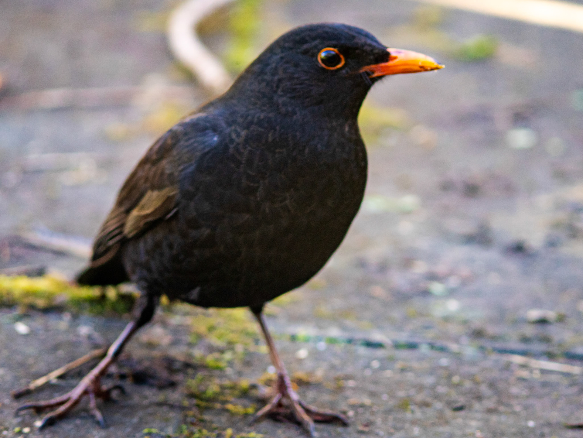 Blackbird in Kilwinning 30 March 2024