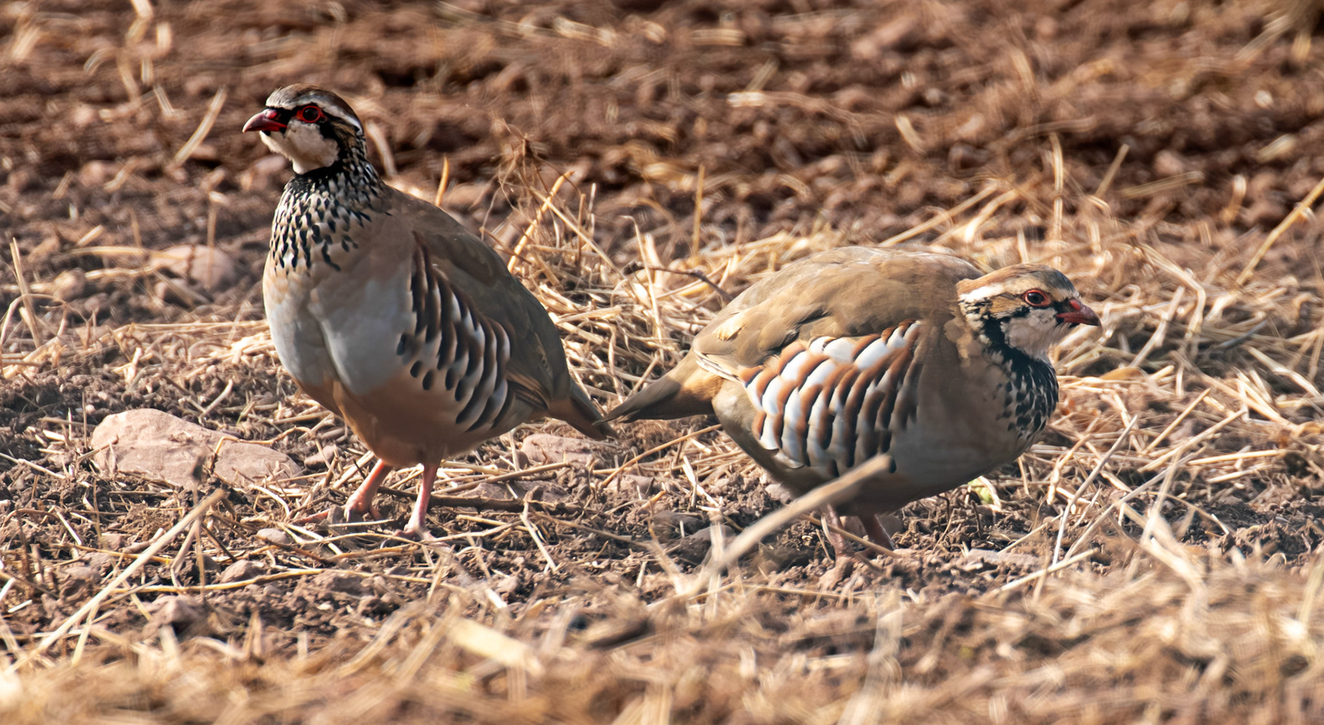 Thurston Mains - Red Legged Partridge 29 Sept 2024