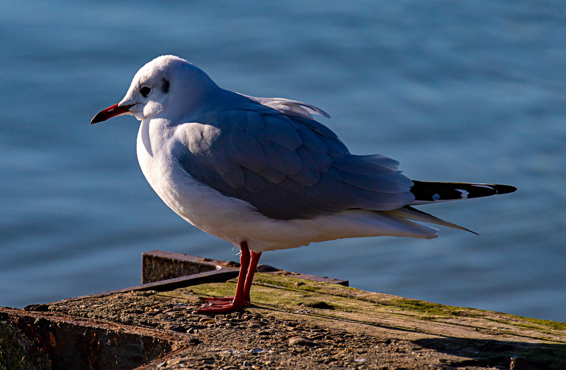 Black headed gulls at Titchfield Haven 02 January 2025