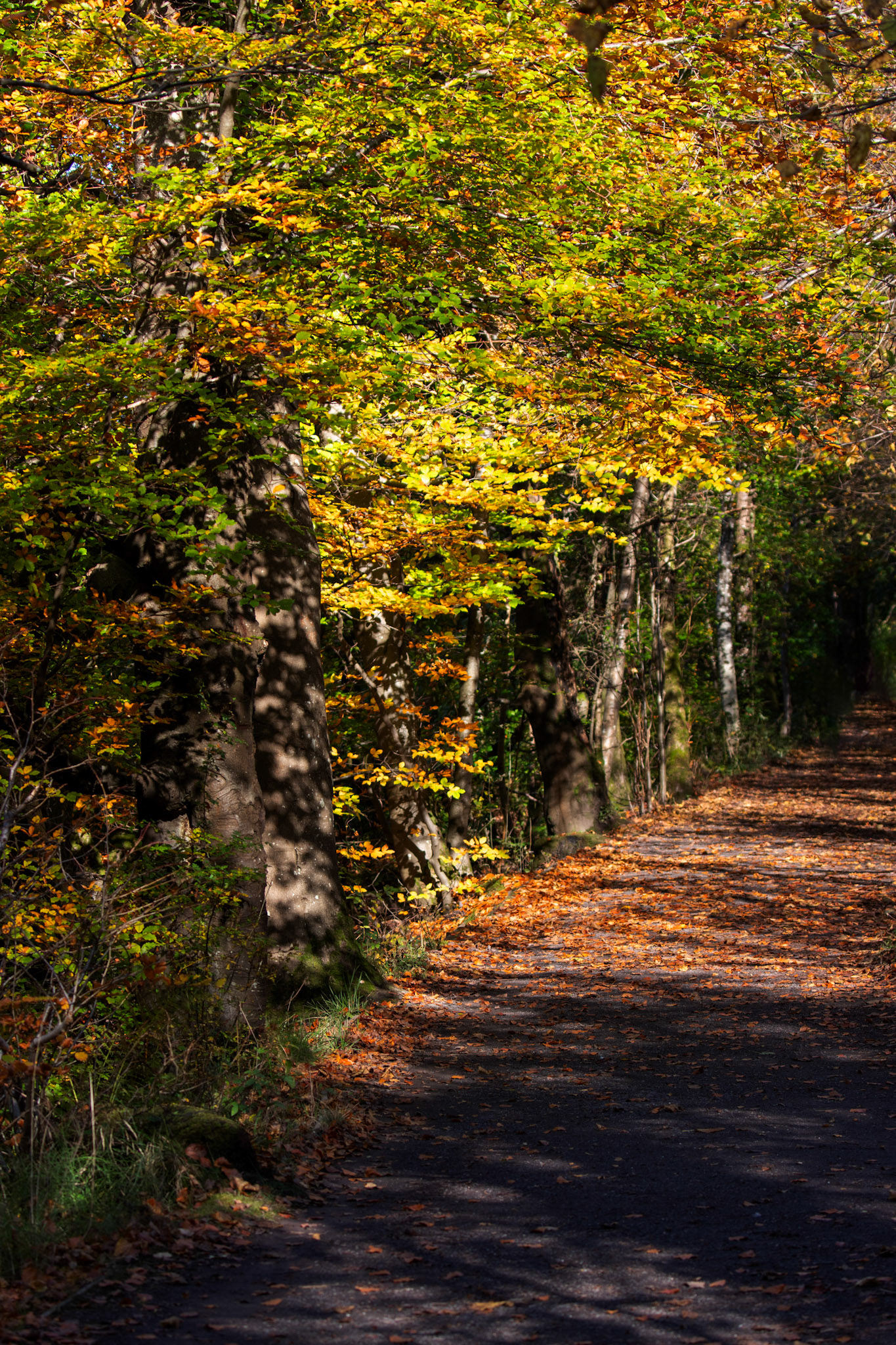 RSPB Lochwinnoch 10 October 2024