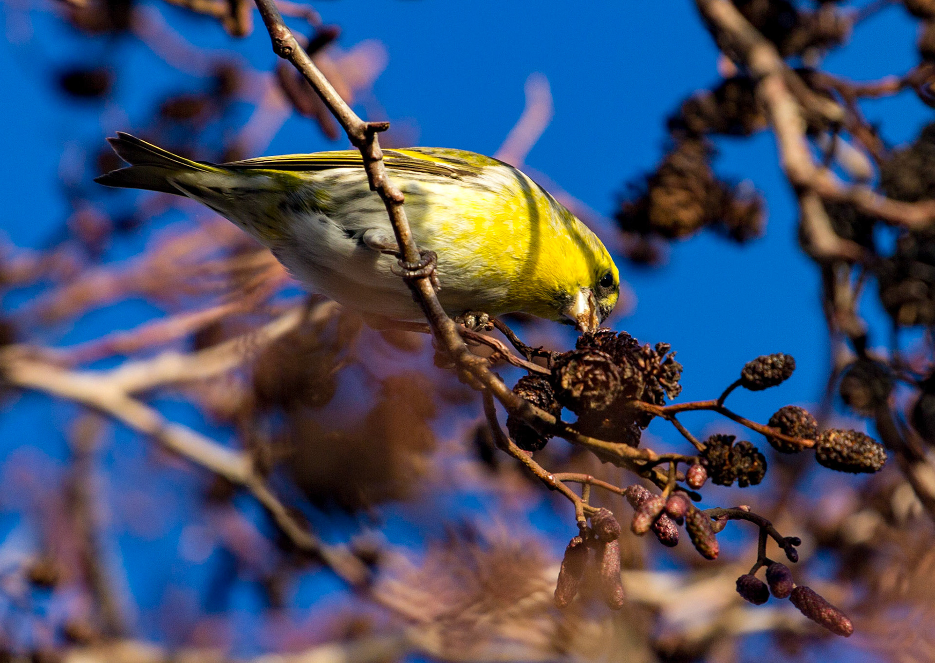 Siskin on Alders in Tay Street, PerthPlease see my other Photographs at: www.jamespdeans.co.uk
