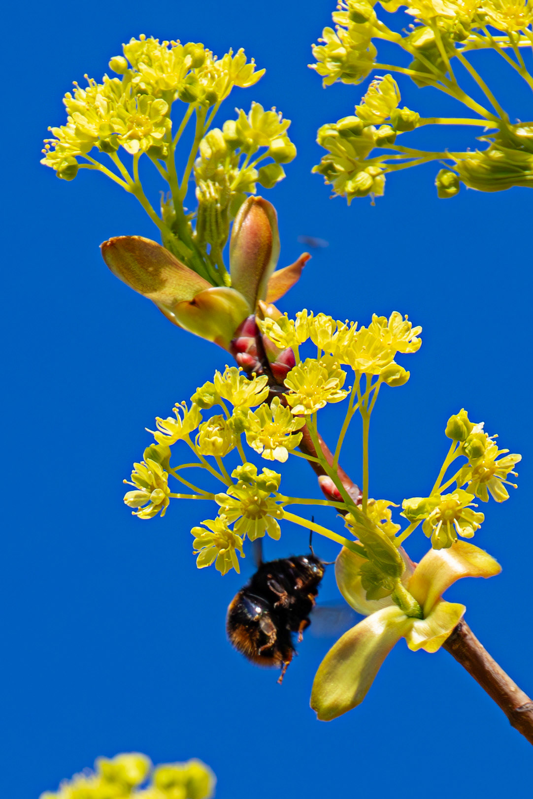 Bee in Livingston, West Lothian, 07 April 2025